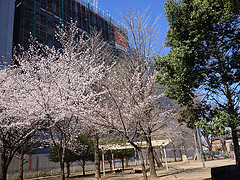 ファイル:2014331オハナ ふじみ野上野台ブロッサム3.jpg