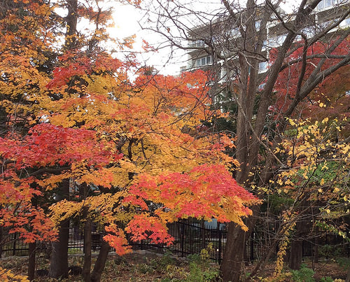 ファイル:施工時 庭木の紅葉(2015-10-25 撮影)170219.jpg