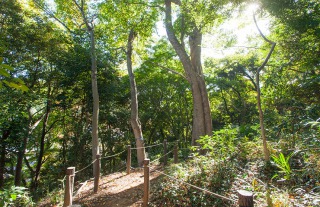 ファイル:駒岡中郷市民の森 綱島161011.jpg