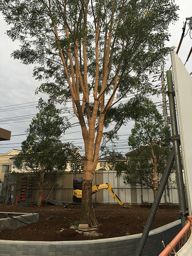 ファイル:現地状況 植栽(2015-10-11撮影)170520.jpg