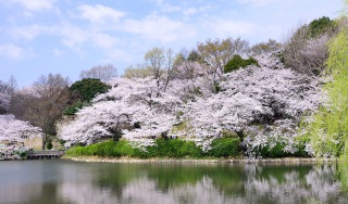 ファイル:三ツ池公園 綱島161011.jpg