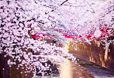 ファイル:目黒川 目黒161007.jpg