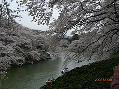 ファイル:牛込橋の桜の様子.jpg