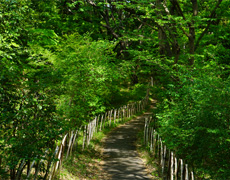 ファイル:柿生緑地 上麻生161104.jpg