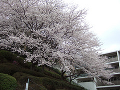 ファイル:20080330桜.jpg