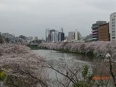 ファイル:牛込橋の桜の様子 2.jpg