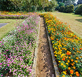 ファイル:神奈川県立フラワーセンター大船植物園 鎌倉161013.jpg
