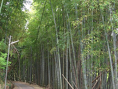 ファイル:ドレッセあざみ野ガーデンフォレ竹林.jpg