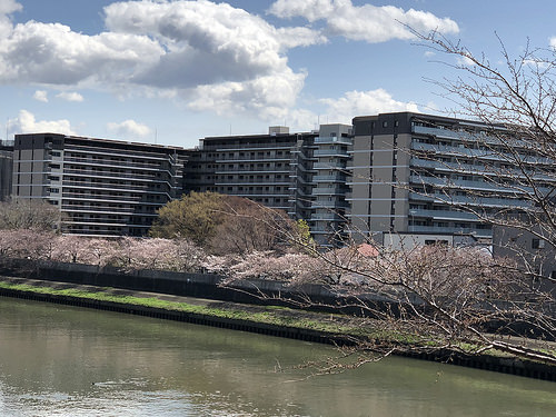 ファイル:パークホームズ板橋蓮根 一番街・二番街桜.jpg