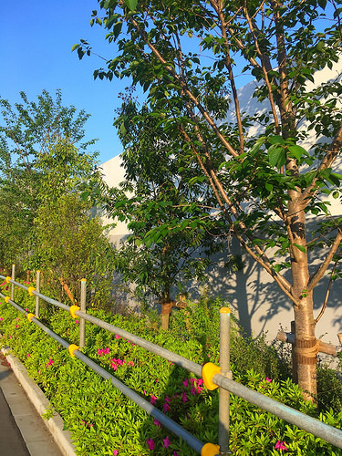 ファイル:プラウド湘南藤沢テラス 川側植林.jpg