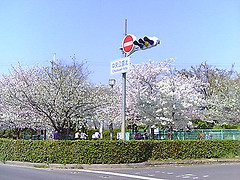 ファイル:川端通の桜2006.jpg