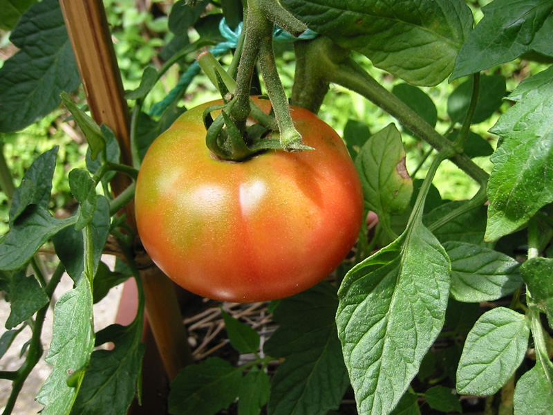 ファイル:Ixy digital 200 photo tomato m - コピー - コピーaa.jpg