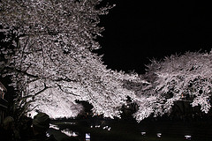 ファイル:桜(2011年4月11日撮影).jpg