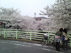 ファイル:ライオンズ板橋氷川町レジデンス周辺の桜.jpg