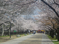 ファイル:ファインシティ大阪城公園大阪城の桜(2013.4.3撮影).jpg