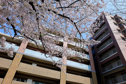 ファイル:西側のバルコニーからは満開の桜が見える(2015-04-03撮影)170228.jpg