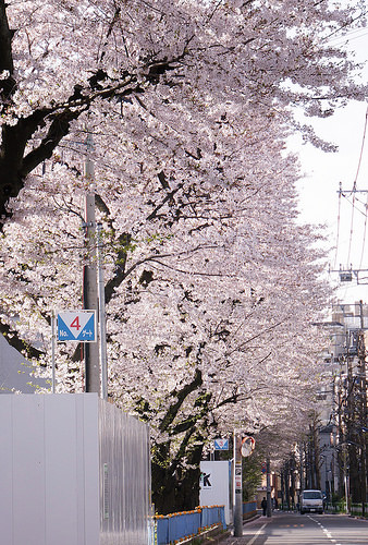 ファイル:建設現場 桜並木(2017-04-10撮影)170609.jpg