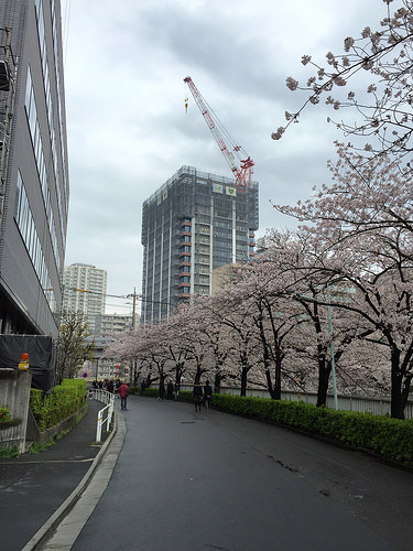 ファイル:目黒川の桜(2016-04-03撮影).jpg