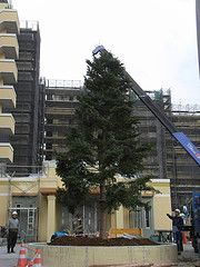 ファイル:エクシオ八王子みなみ野レジデンスシンボルツリー.jpg