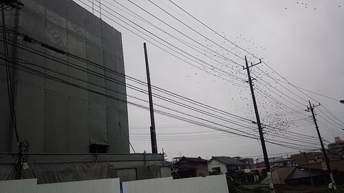 ファイル:現地状況 隣地の前の電線を飛びたった直後(2017-10-23)180128.jpg