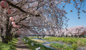 黒目川沿いに咲く美しい桜並木