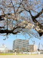 デュオヒルズつくばエンブレム大清水公園の桜.jpg